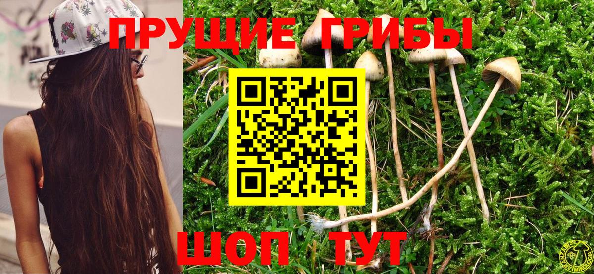 Псилоцибиновые грибы MAGIC MUSHROOMS  закладки  Славянск-на-Кубани  Вход с VPN 